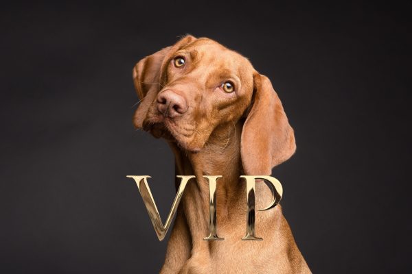 VIP Hund